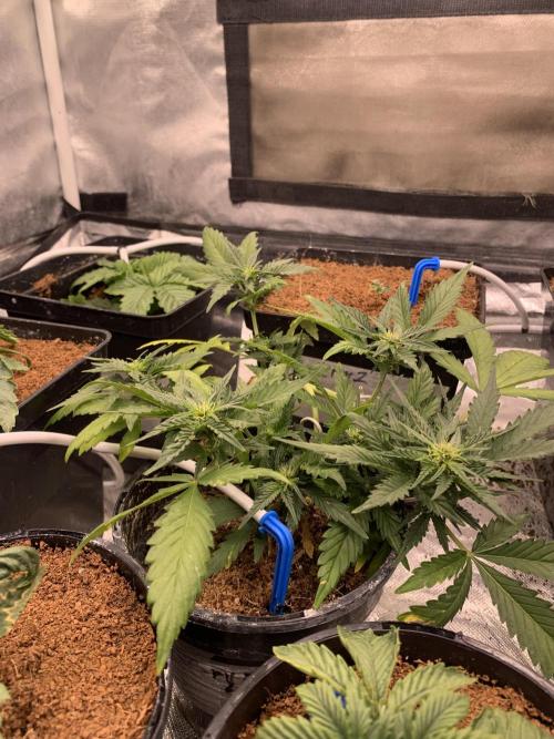 DC #1. Week 4