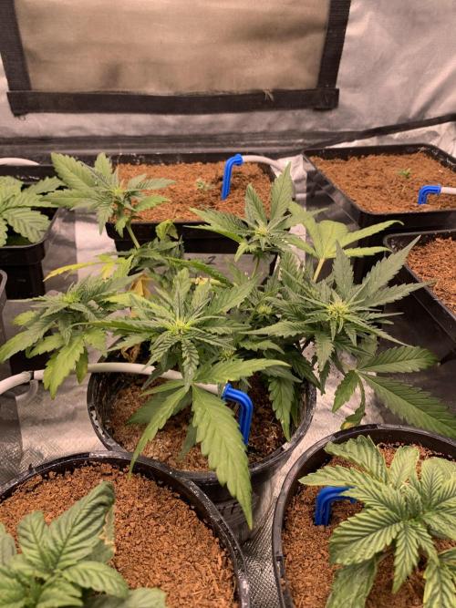 DC #1. Week 4