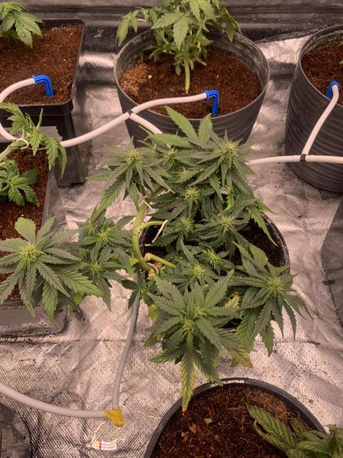 DC #1. Week 5