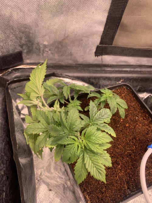 Big Test Only Women p.1. Week 2