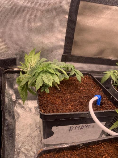 Big Test Only Women p.1. Week 2