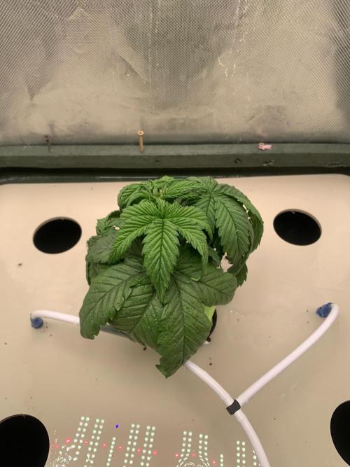 Big Test Only Women p.1. Week 2