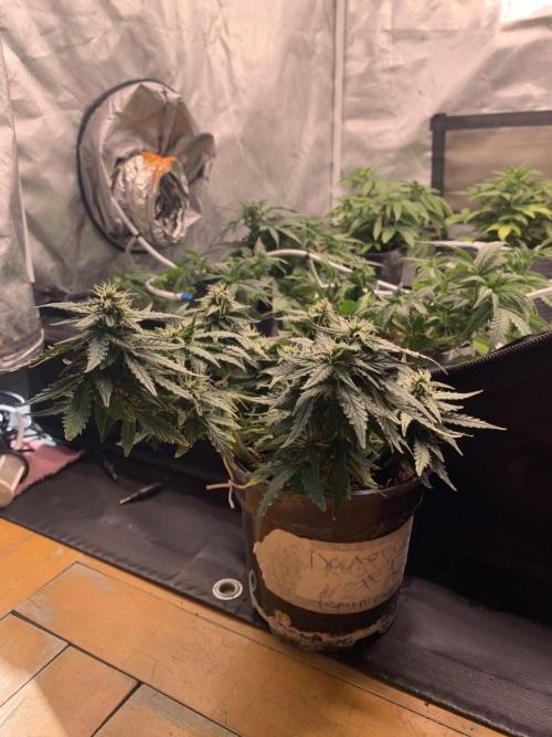 DC #1. Week 6