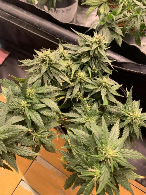 DC #1. Week 6