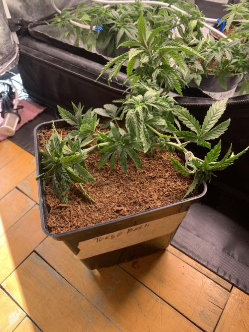 Big Test Only Women p.1. Week 3