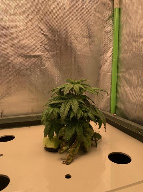Big Test Only Women p.1. Week 3