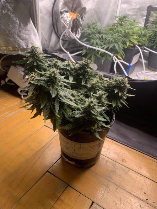 DC #1. Week 7