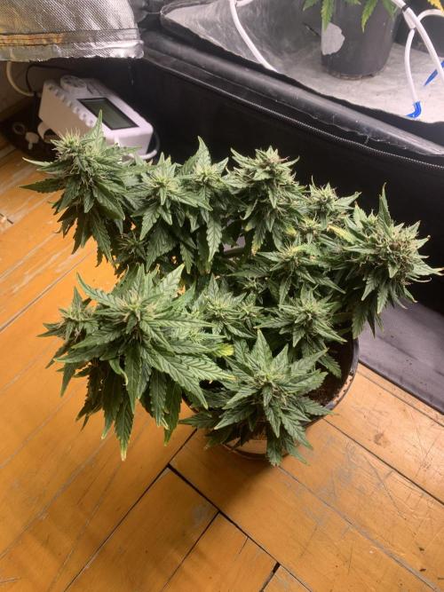 DC #1. Week 7