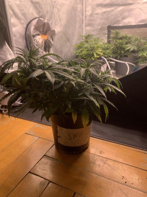 Big test only women p.2. Week 4