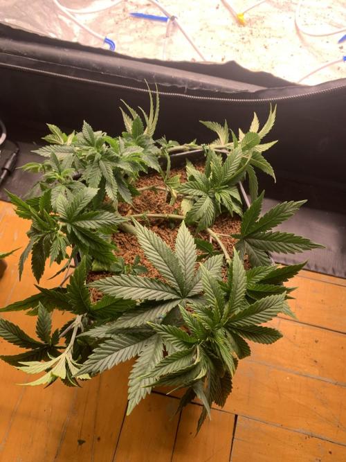 Big Test Only Women p.1. Week 4