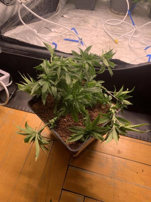 Big Test Only Women p.1. Week 4