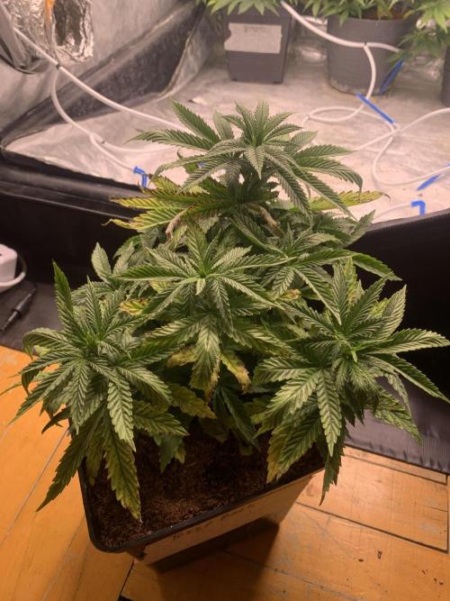 Big Test Only Women p.1. Week 4