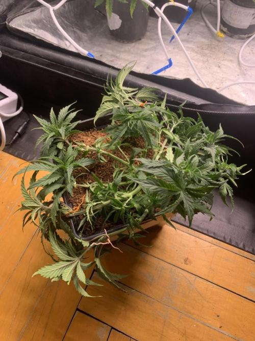 Big Test Only Women p.1. Week 4
