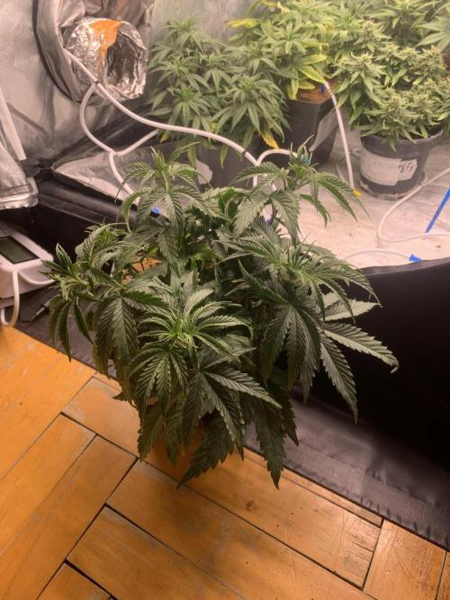 Big Test Only Women p.1. Week 4