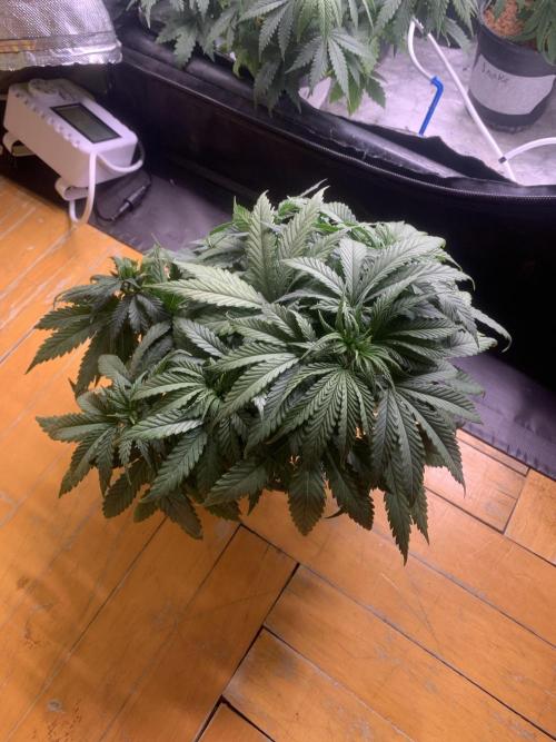 Big Test Only Women p.1. Week 4