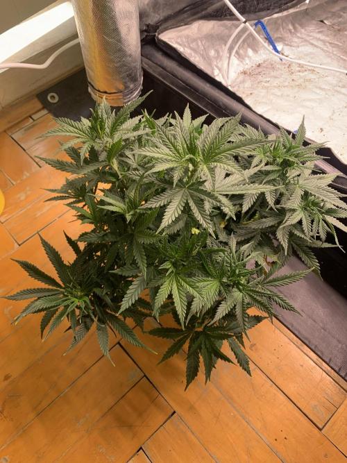 Big test only women p.2. Week 5