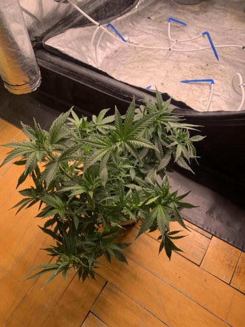Big test only women p.2. Week 5