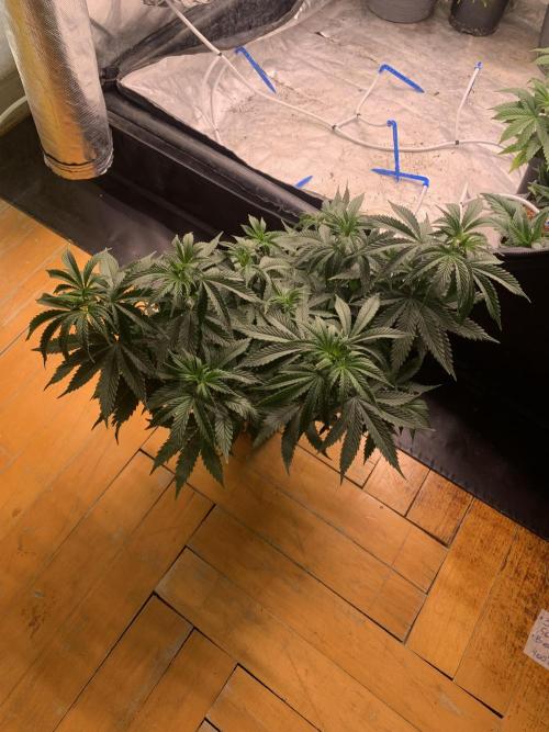 Big test only women p.2. Week 5
