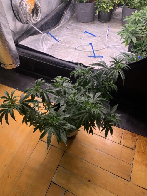 Big test only women p.2. Week 5