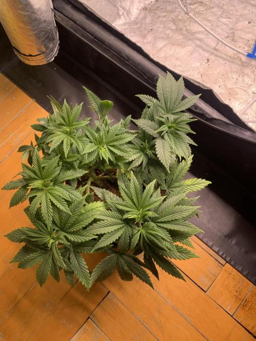 Big Test Only Women p.1. Week 6