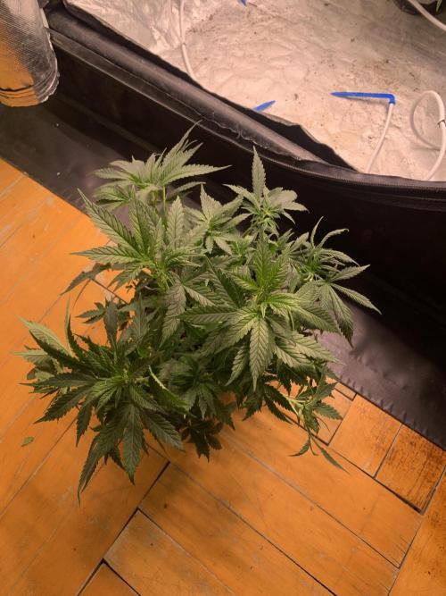 Big Test Only Women p.1. Week 6