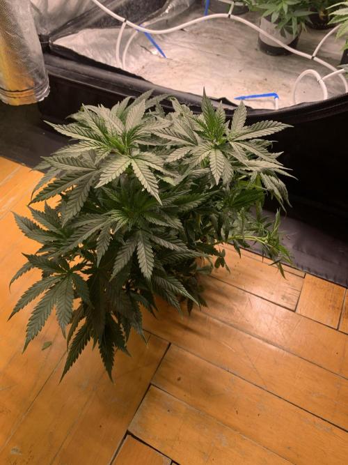 Big Test Only Women p.1. Week 6