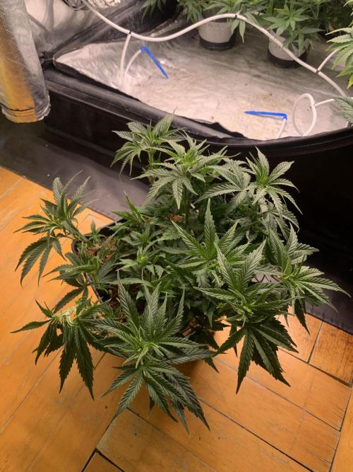 Big Test Only Women p.1. Week 6