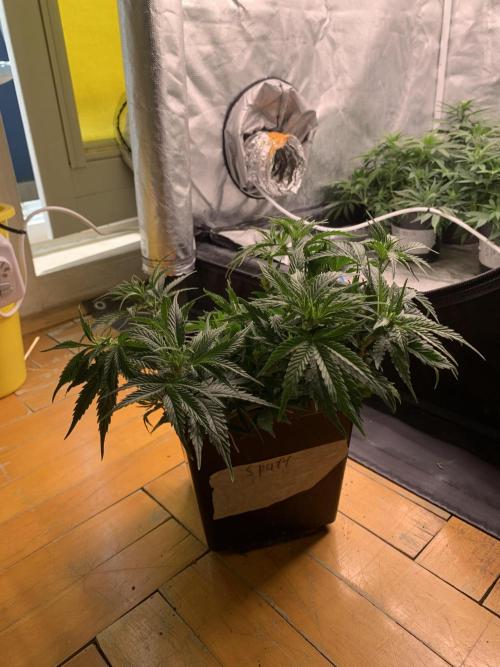 Big Test Only Women p.1. Week 6