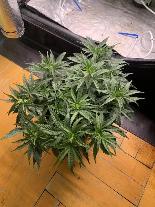 Big Test Only Women p.1. Week 6