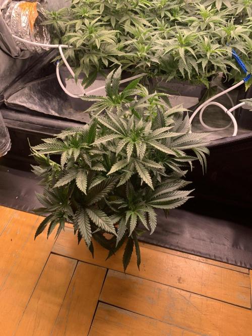 Big Test Only Women p.1. Week 6
