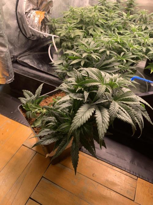 Big Test Only Women p.1. Week 6