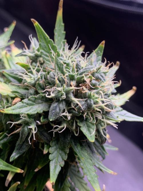 DC #1. Week 8