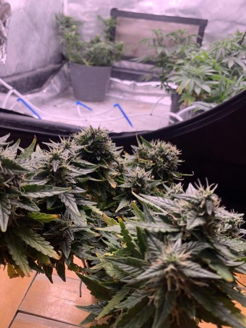 DC #1. Week 8