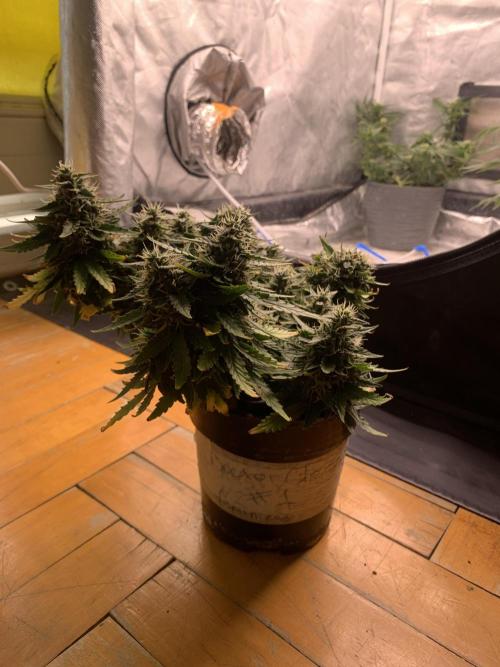 Doctor's Choice #1. Week 8