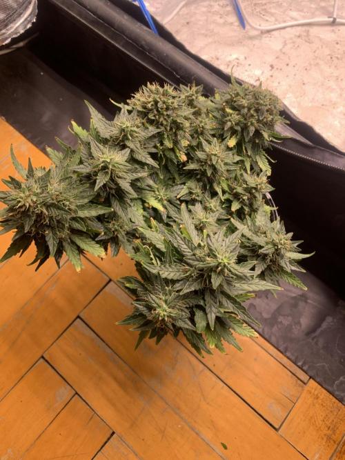 DC #1. Week 9