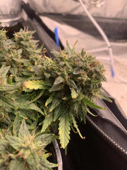 DC #1. Week 9