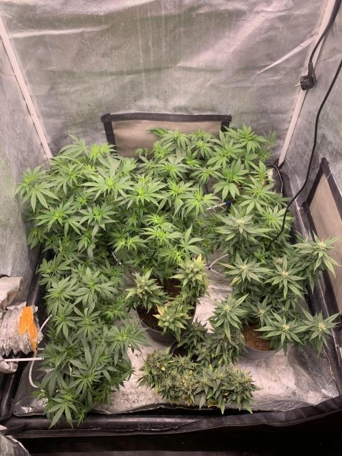 Doctor's Choice #1. Week 9