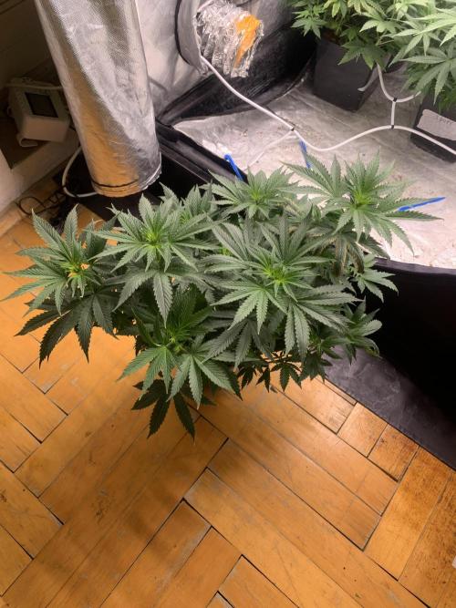 Big test only women p.2. Week 6