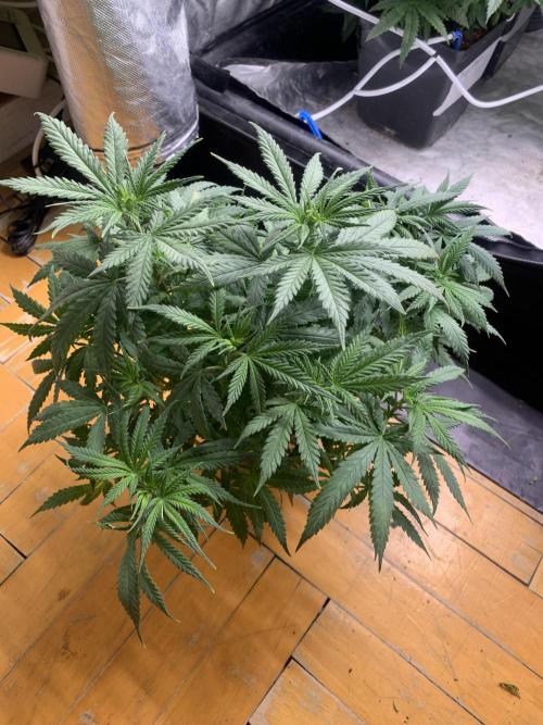 Big test only women p.2. Week 6