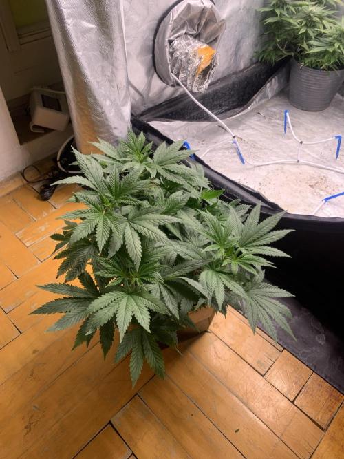 Big Test Only Women p.1. Week 7