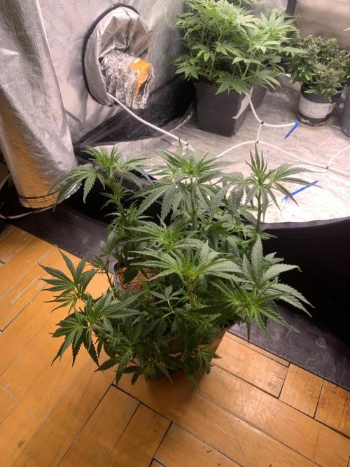 Big Test Only Women p.1. Week 7