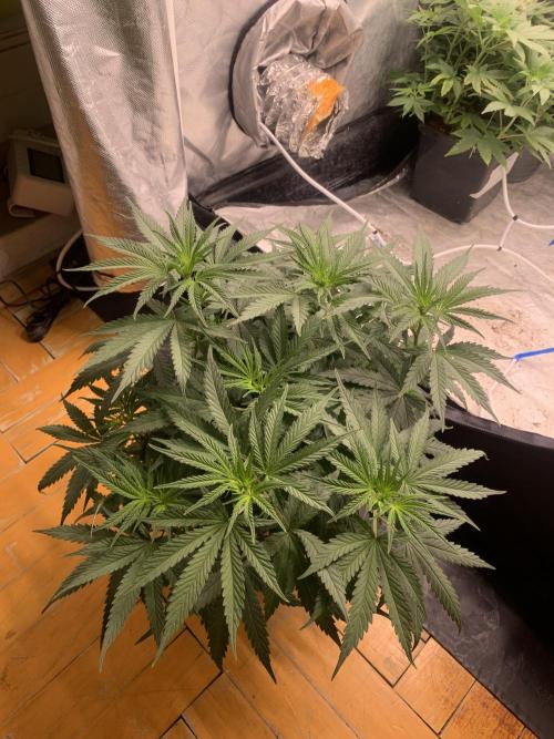 Big Test Only Women p.1. Week 7