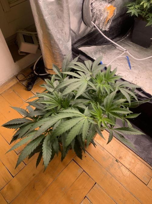 Big Test Only Women p.1. Week 7