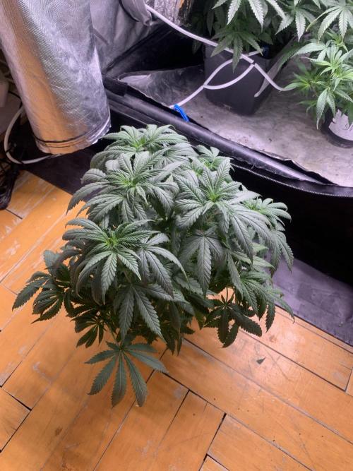 Big Test Only Women p.1. Week 7