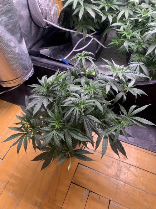 Big Test Only Women p.1. Week 7