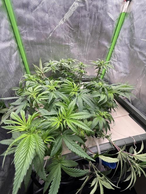 Big Test Only Women p.1. Week 8