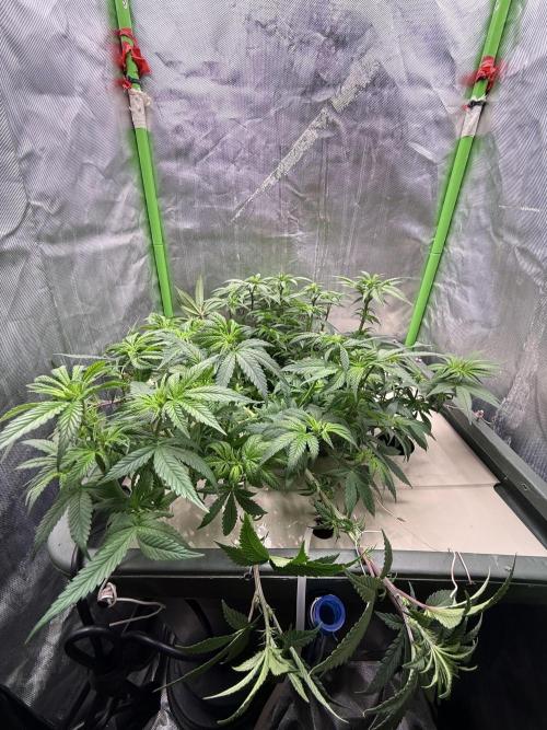 Big Test Only Women p.1. Week 8