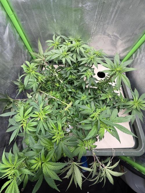 Big Test Only Women p.1. Week 8