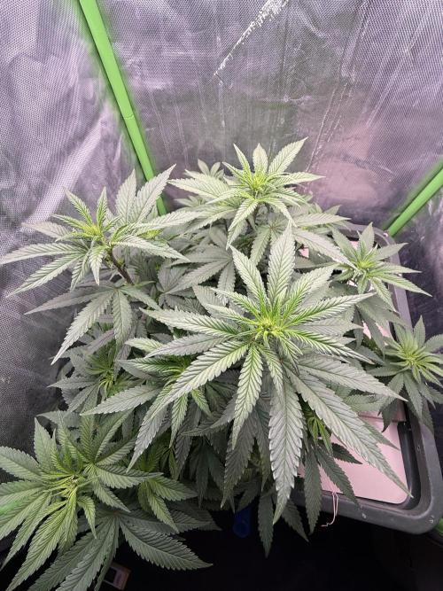 Big Test Only Women p.1. Week 8