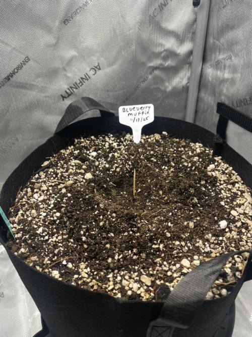 Indoor Winter 2025. Week 0 - Nov 19th, 2025